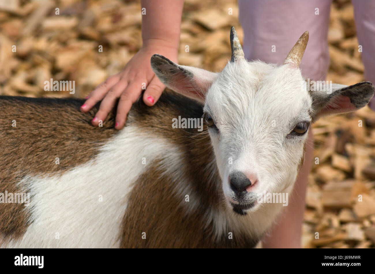 little goat is stroked by a child Stock Photo Alamy