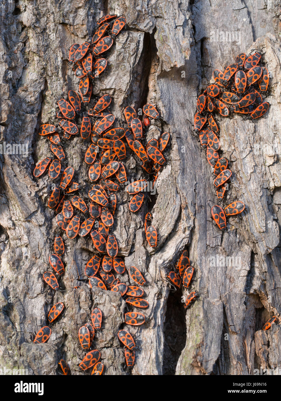 Firebug - Pyrrhocoris apterus Stock Photo