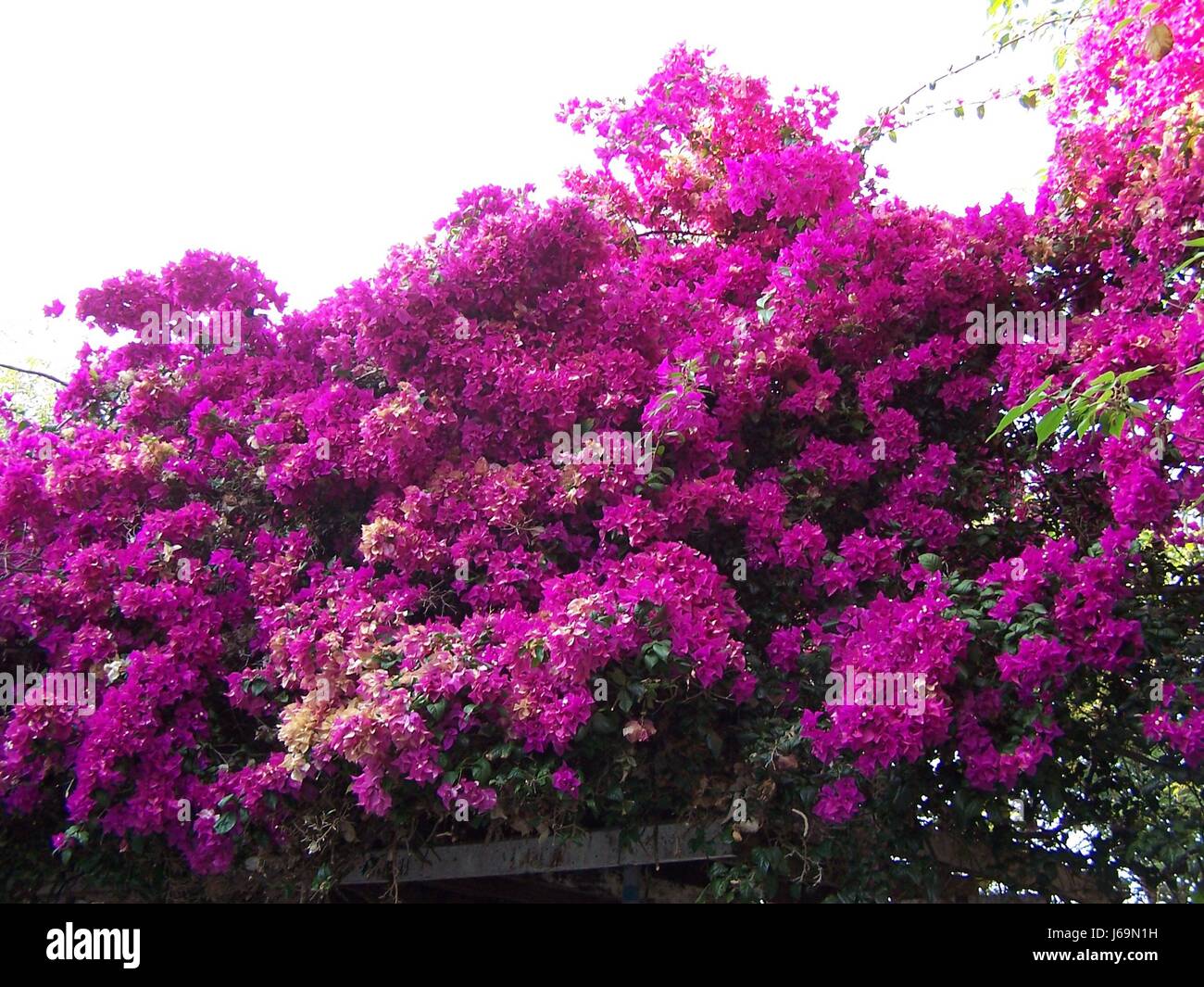 Why This Rare December Bloom is Taking Over Every Corner of Winter Decor