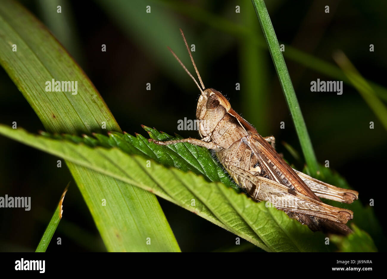 insects cricket antenna macro closeup macro admission close up Stock Photo Alamy