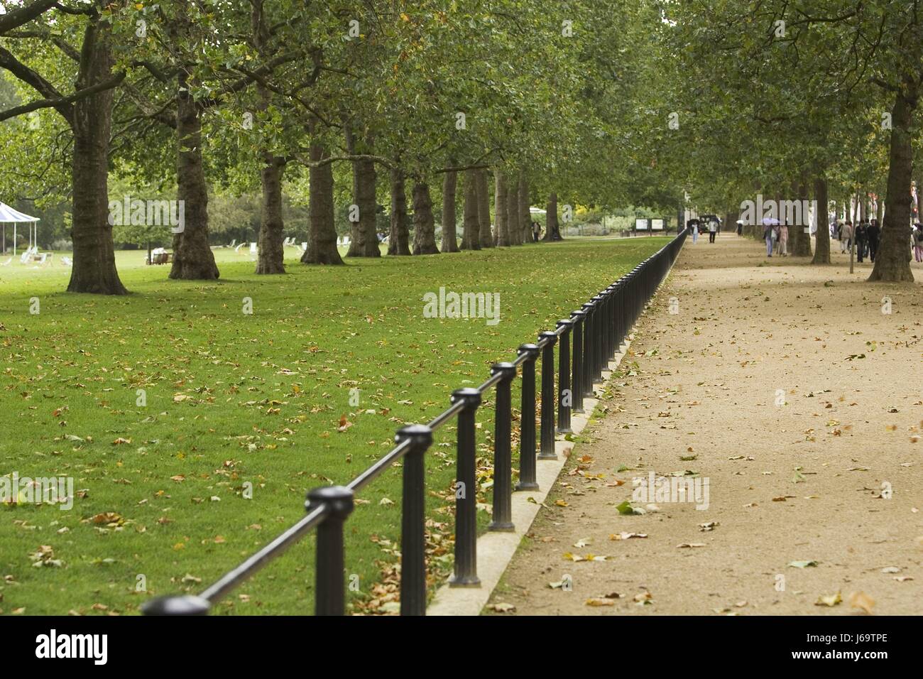 tree trees leaves horizontal photography photo picture image copy ...