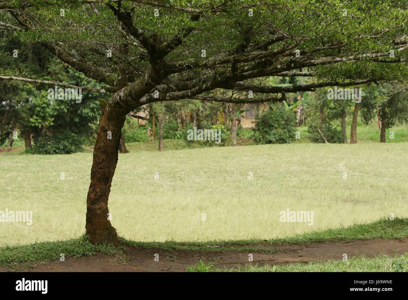 shine shines bright lucent light serene luminous environment enviroment