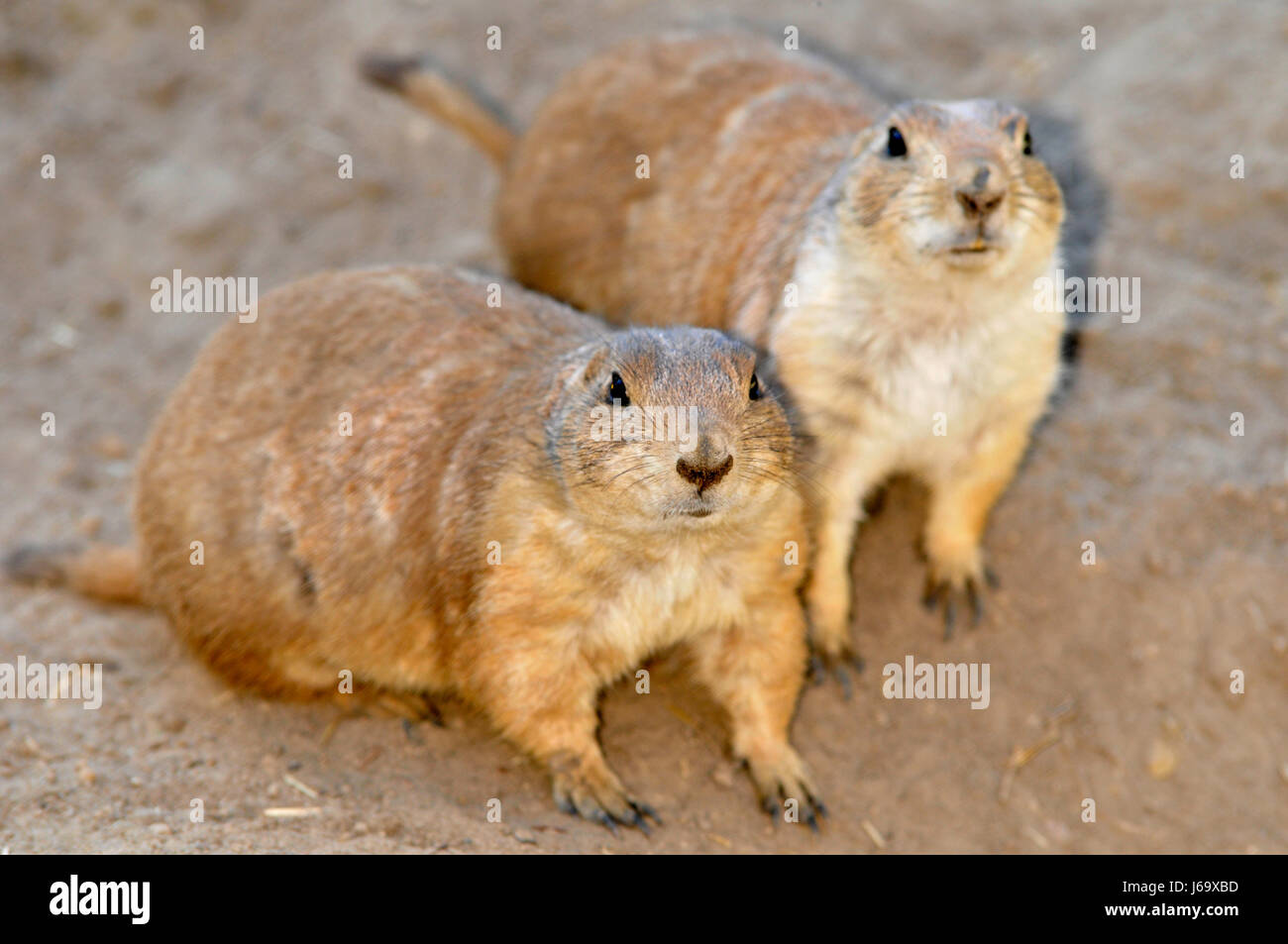 two prairie dogs looking at camera Stock Photo