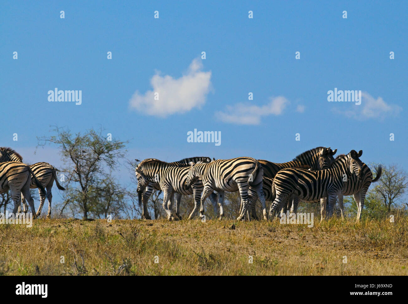 zebras in south africa Stock Photo Alamy