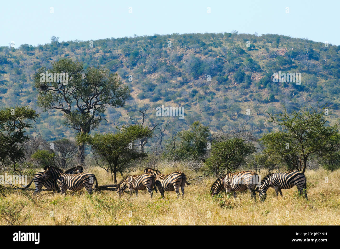 zebras in south africa Stock Photo Alamy