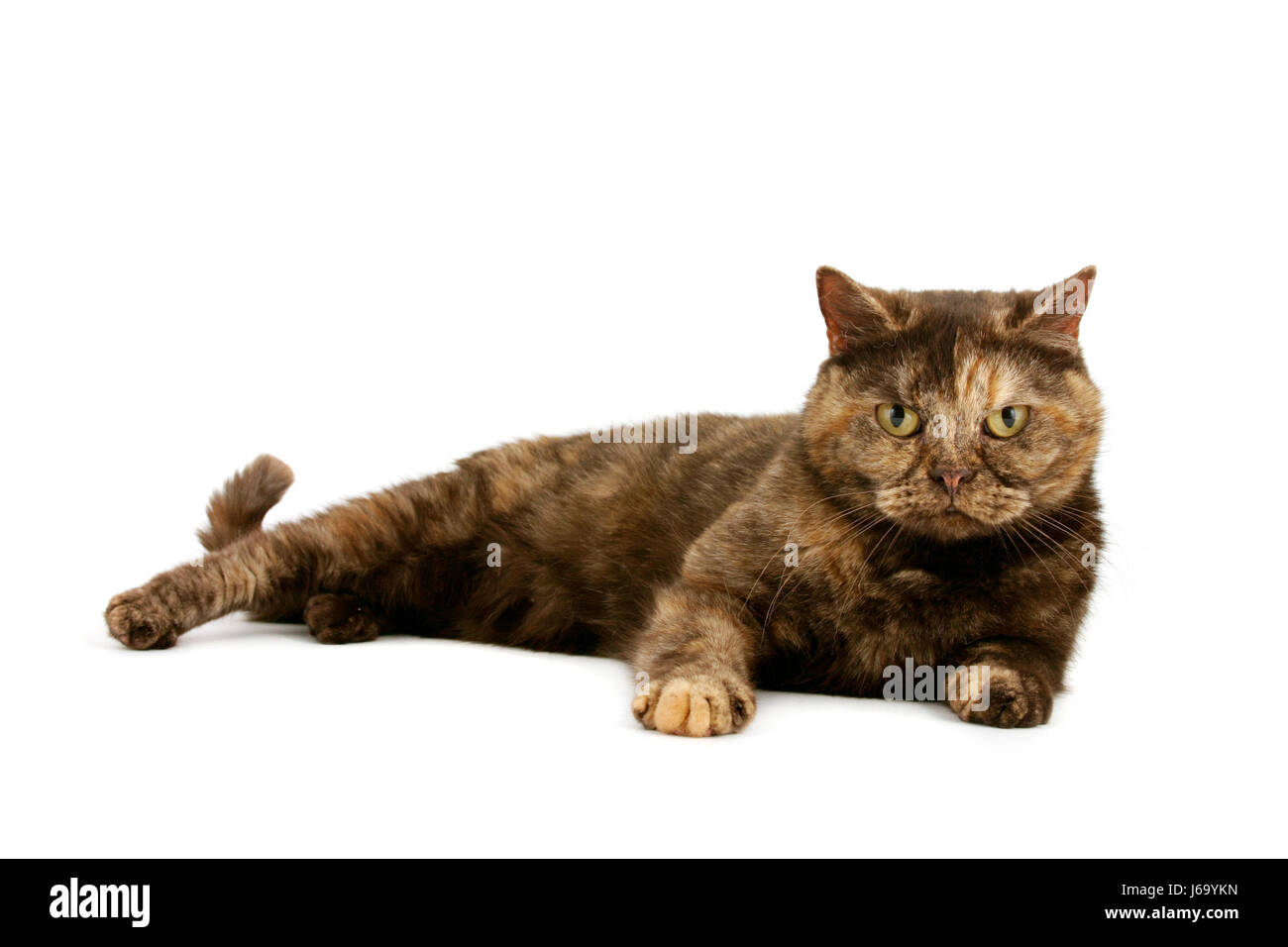 cats pussycat cat domestic cat isolated female animal pet brown brownish Stock Photo