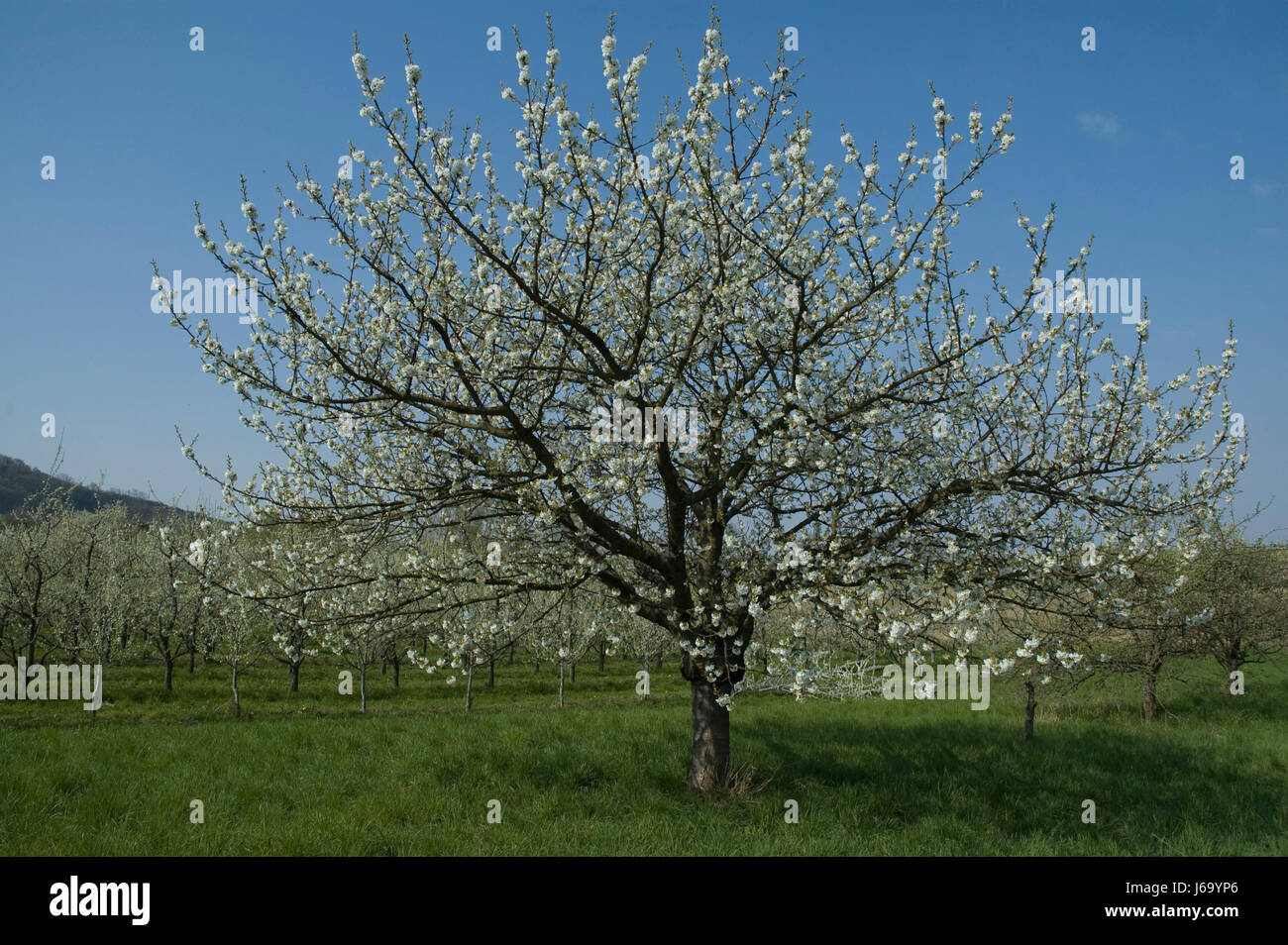 bloom blossom flourish flourishing agriculture farming fruit-tree cherry tree Stock Photo