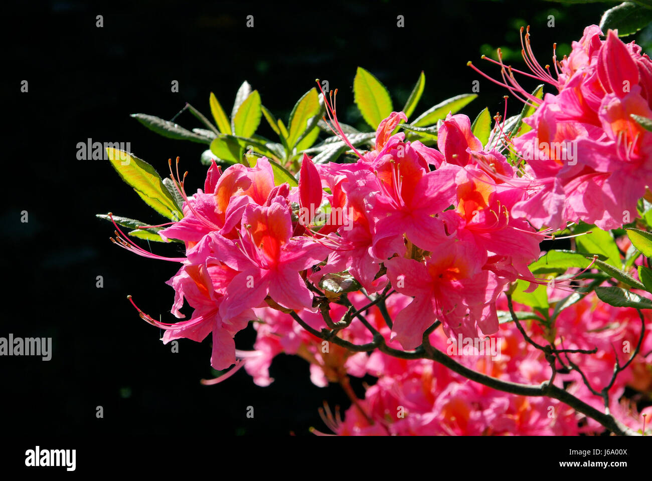rhododendron detail isolated garden flower plant bloom blossom flourish Stock Photo
