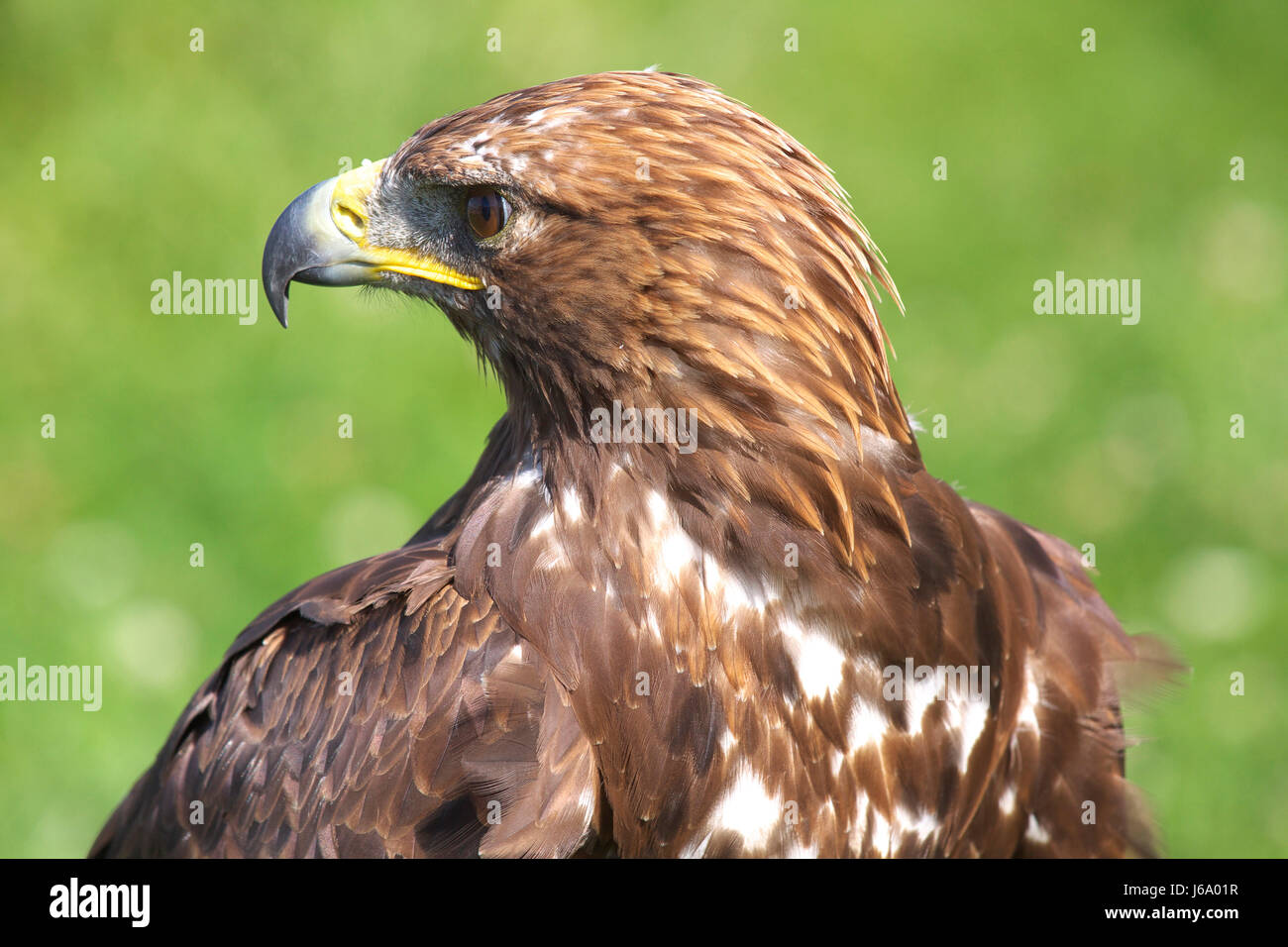 bird portrait birds raptor birds of prey beak buzzard beaks predator ...