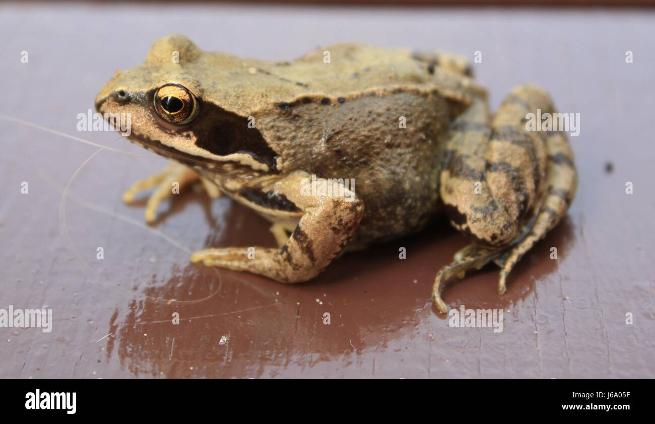 amphibian frog greenback tree frog toad weatherman animal amphibian ...