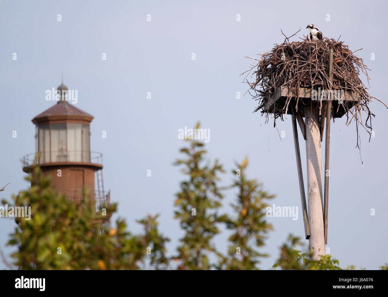 bird fauna nest style of construction architecture architectural style ...