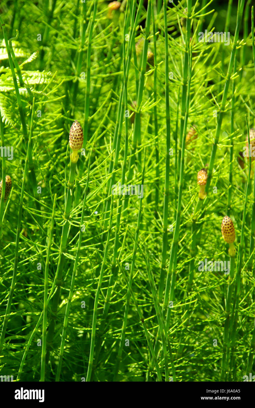 swamp weed blade fresh water pond water horse tail plant garden green swamp Stock Photo Alamy