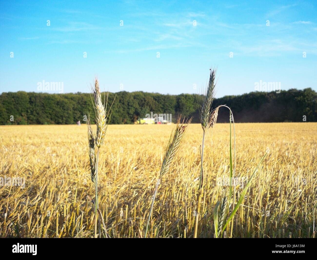 field wheat stubble field straw tractor edge shine shines bright lucent light Stock Photo