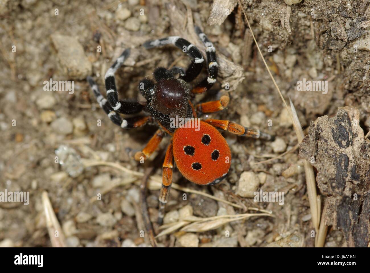 coloured colourful gorgeous multifarious richly coloured spider male red Stock Photo