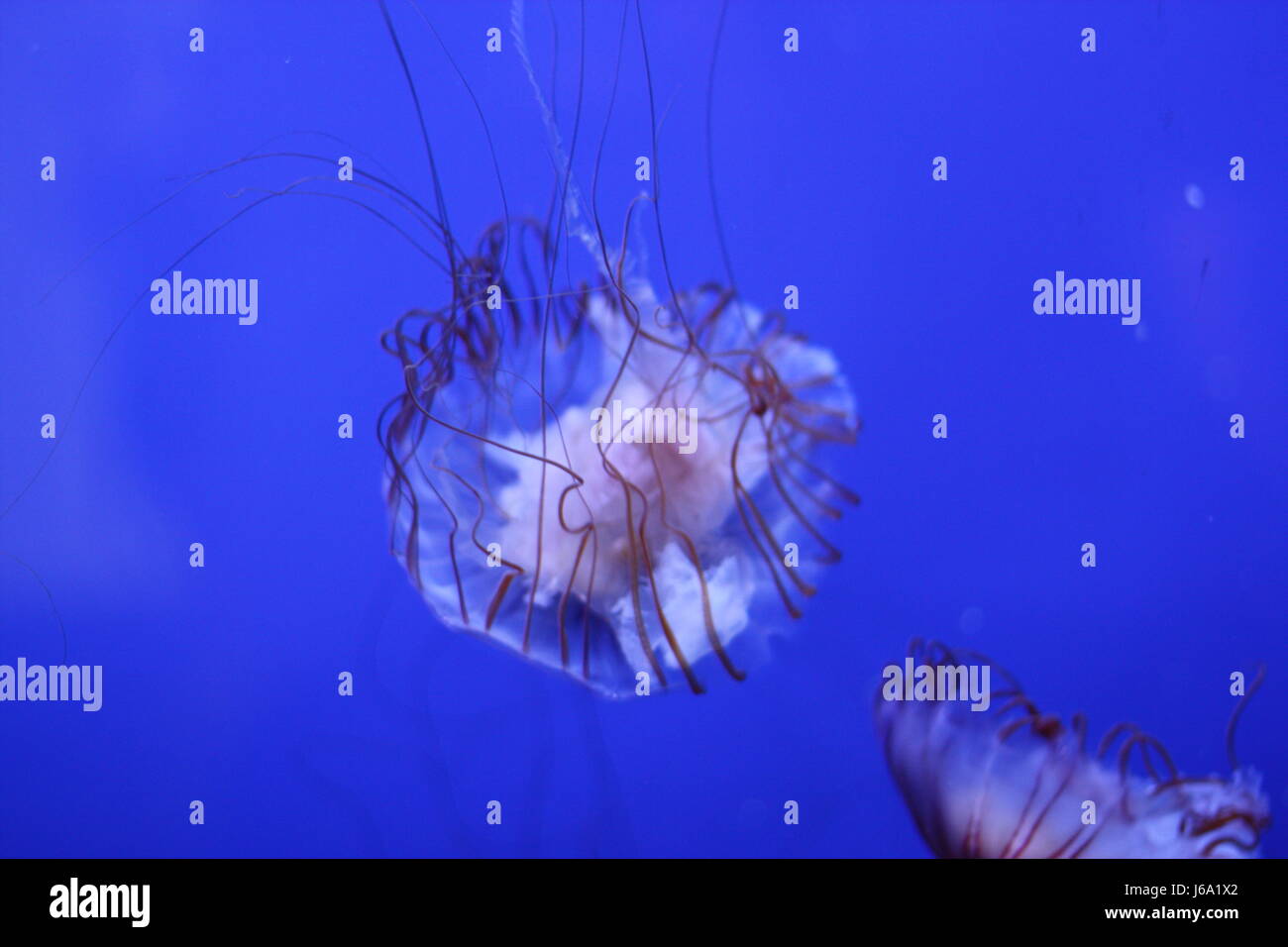 animal float salt water sea ocean water levitation jellyfish animal