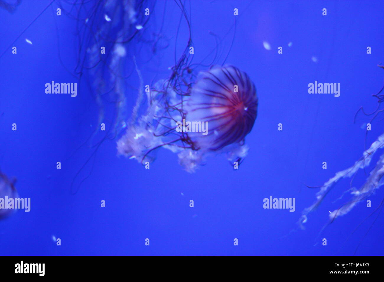 animal float salt water sea ocean water levitation jellyfish animal