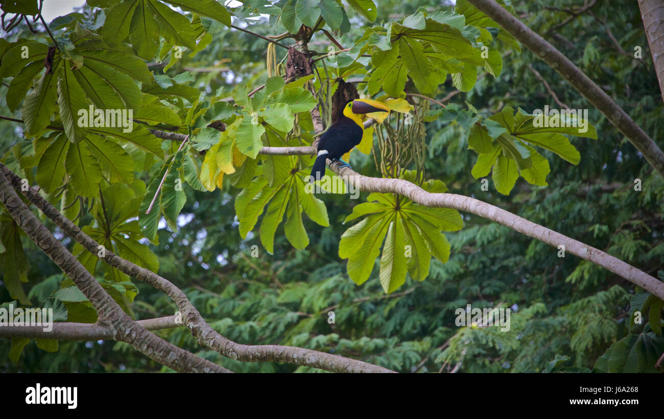 Choco toucan (Ramphastos brevis Stock Photo - Alamy