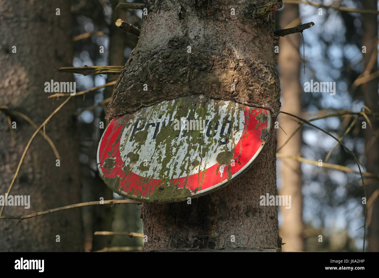 tree eats road sign Stock Photo
