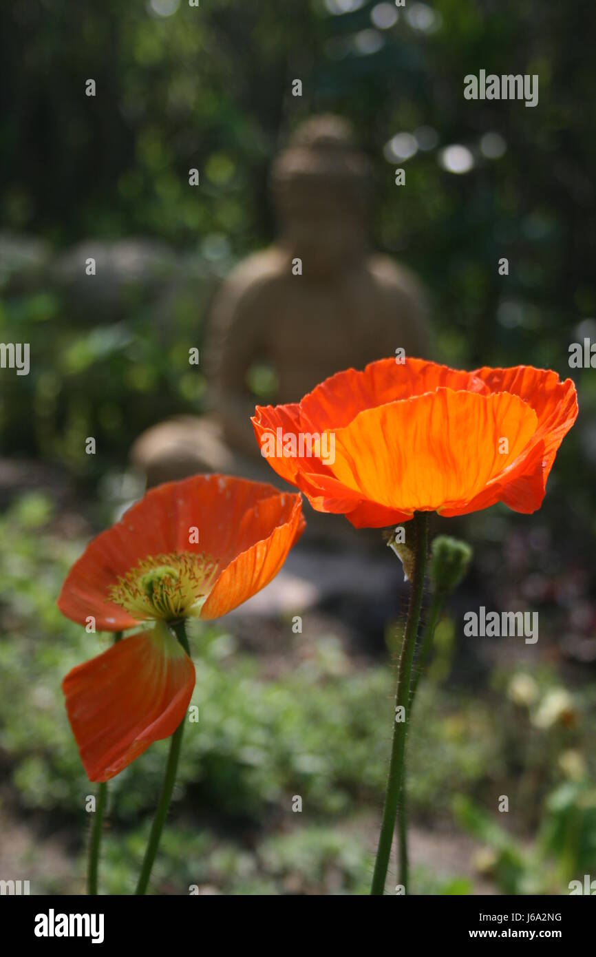 time buddha poppy moment transitoriness wither vicissitude bloom blossom Stock Photo