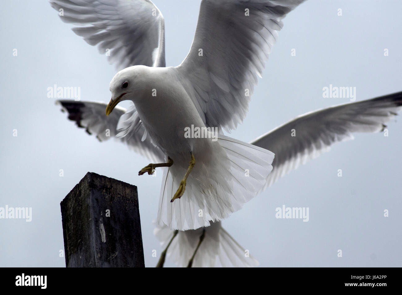 flight bird birds sea gull landing fly flies flys flying seagull gull