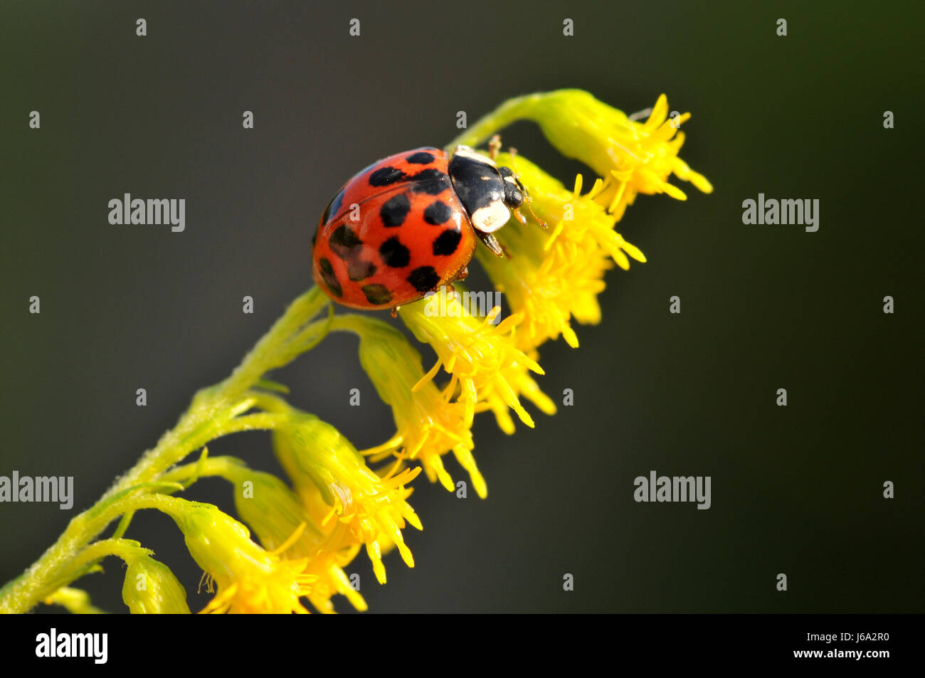 bloom blossom flourish flourishing beetle wing ladybug goldenrod flower plant Stock Photo