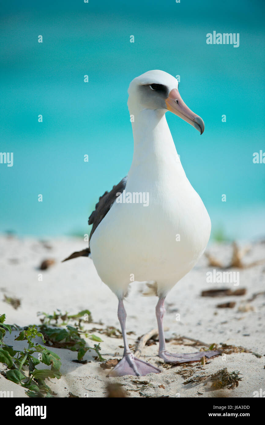 Laysan albatross, Phoebastria immutabilis Stock Photo