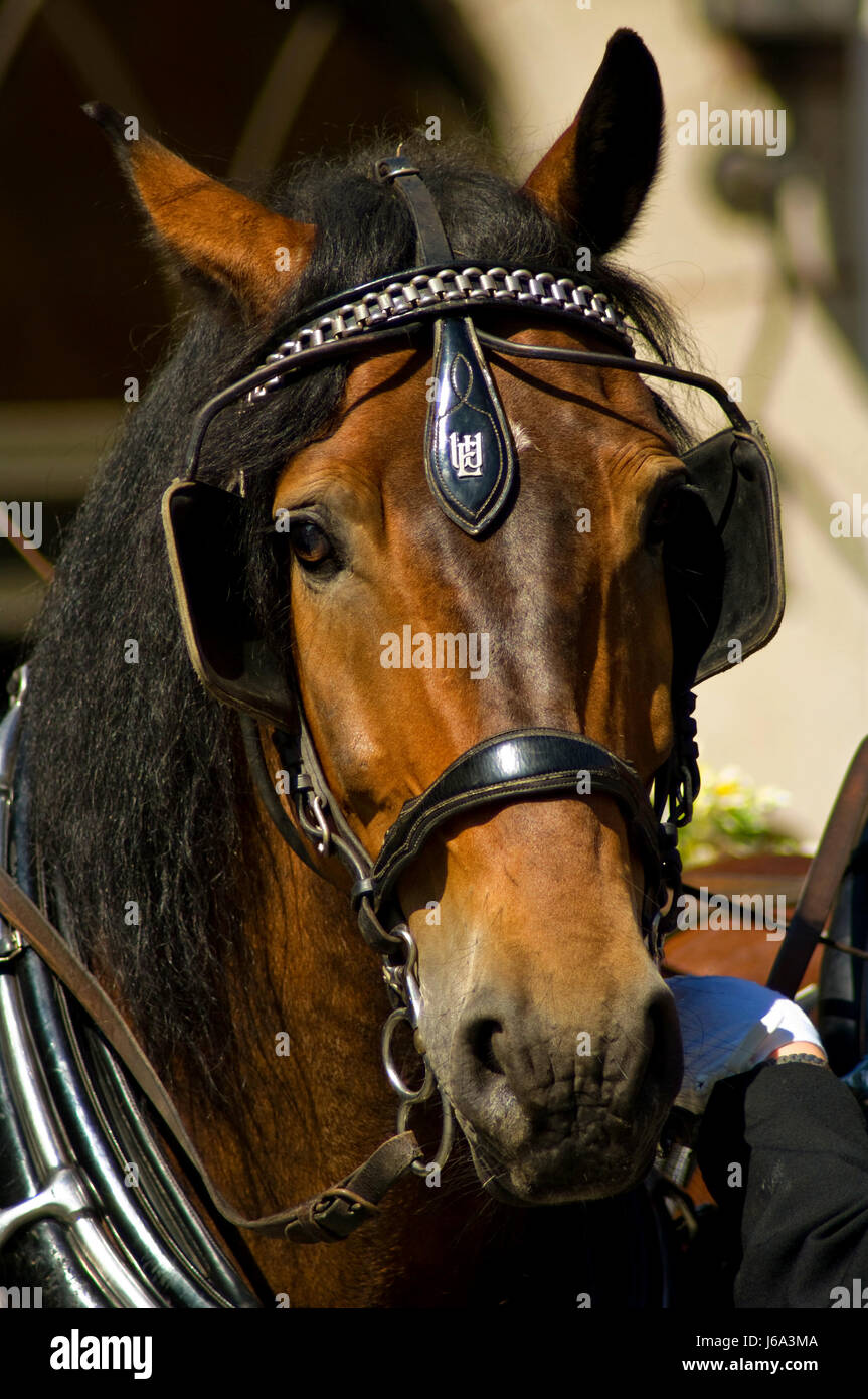 horse with blinkers and bridles Stock Photo Alamy