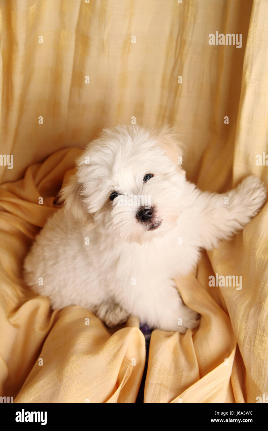 pure coton de tulear puppy Stock Photo Alamy