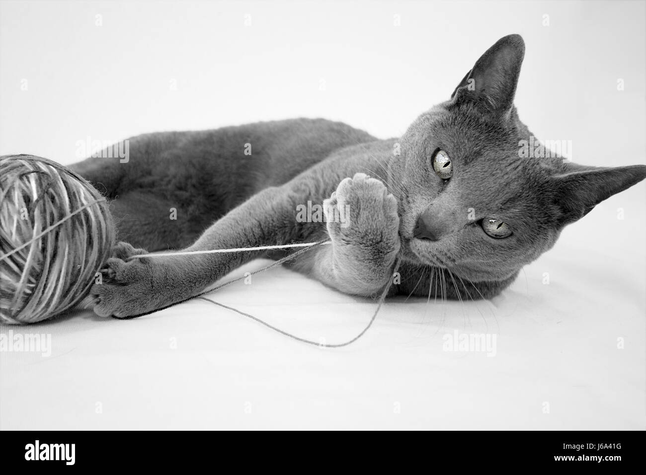 portrait of a russian blue cat breed Stock Photo