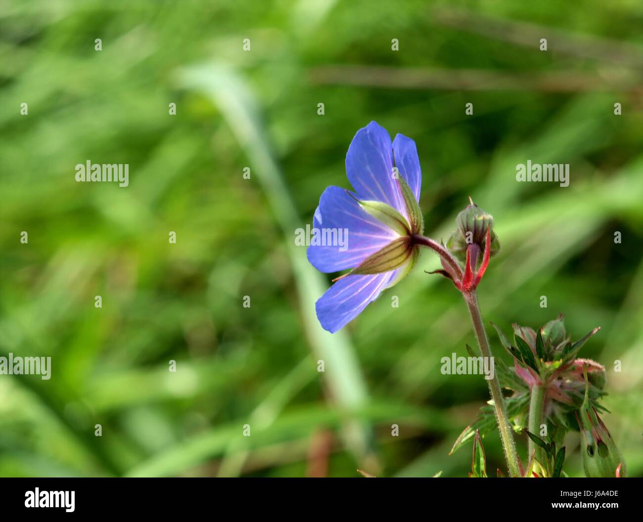 cranesbill in the meadow Stock Photo