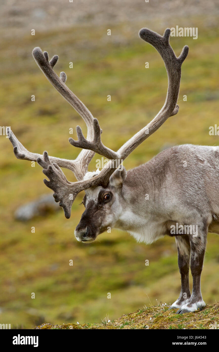 reindeer (Rangifer tarandus platyrhynchus Stock Photo Alamy