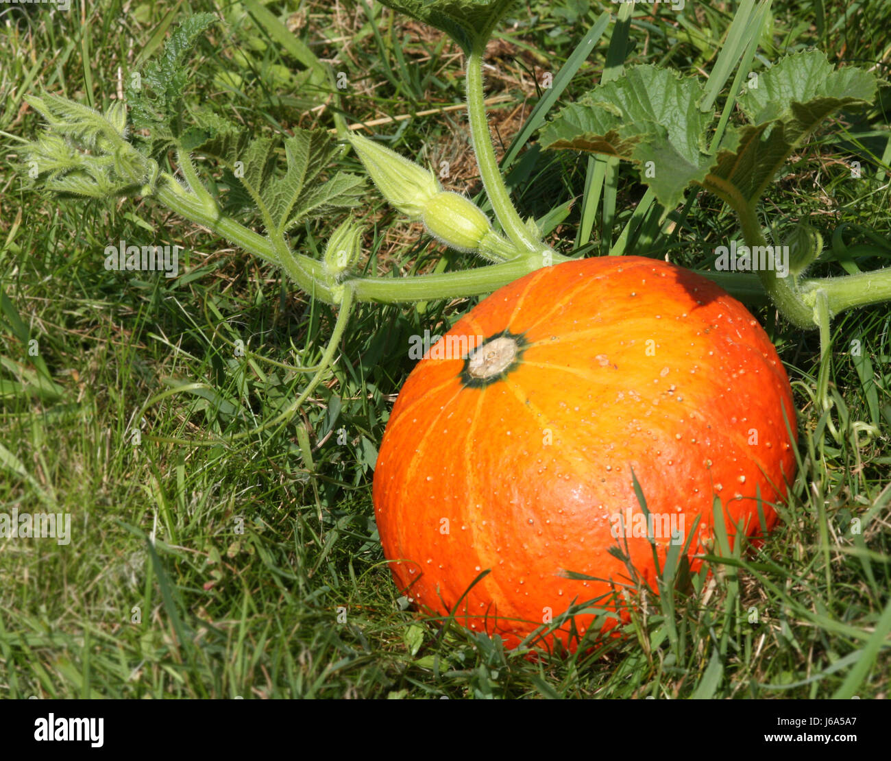 pumpkin,hokkaido in the garden Stock Photo - Alamy