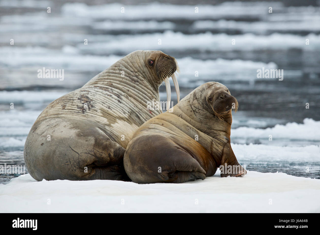walrus, Odobenus rosmarus rosmarus Stock Photo