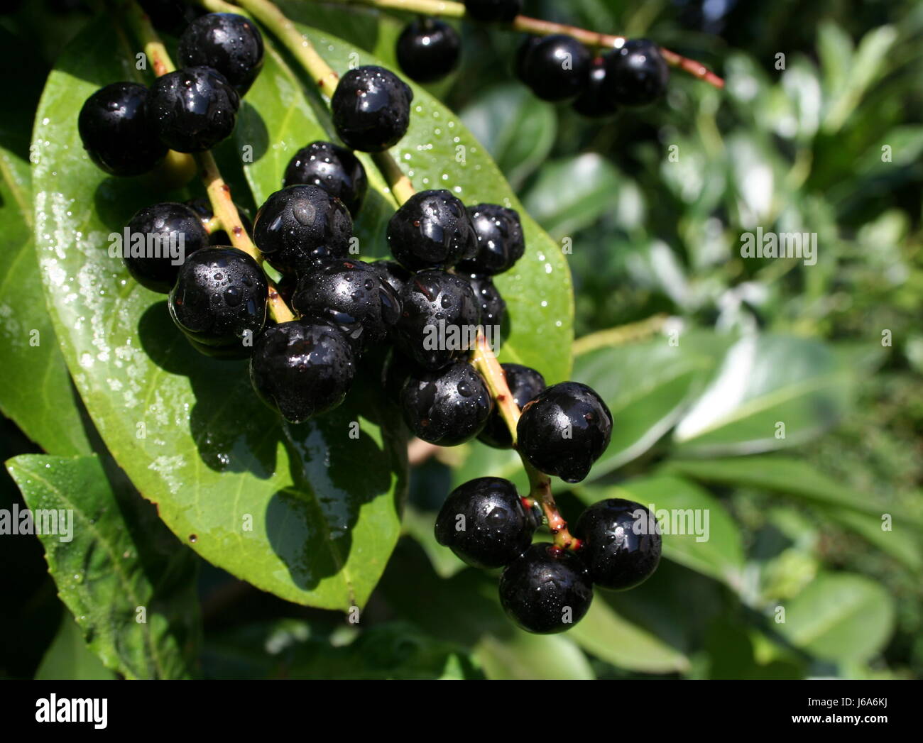 Cherry laurel berries hires stock photography and images Alamy