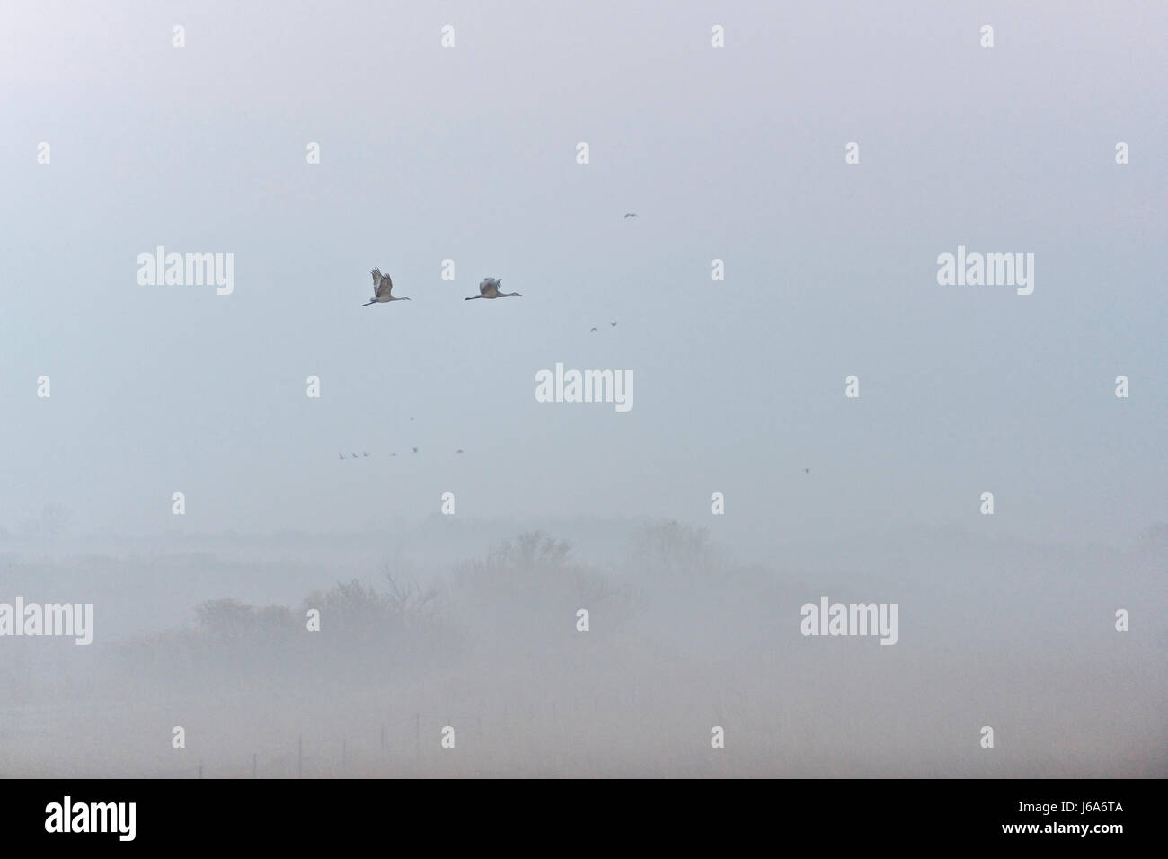 North America, United States, Nebraska, Wood River, Platte River. Sandhill Cranes flying through the dawn fog Stock Photo