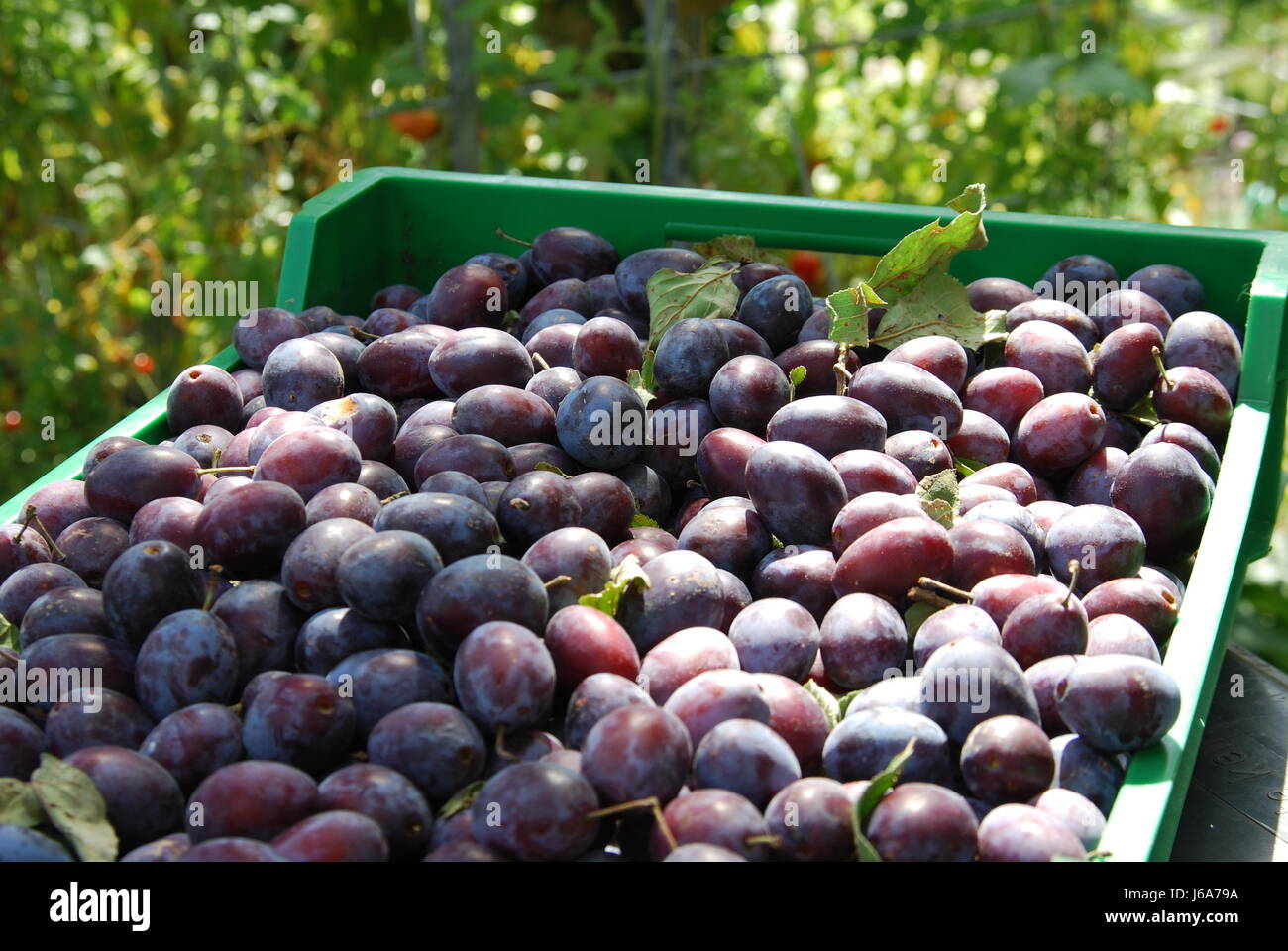 chest that plums into detail agriculture farming progenies fruits fruit