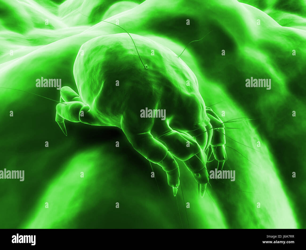 dust dusty hygiene allergy mite insect bed dirty bug bite micro