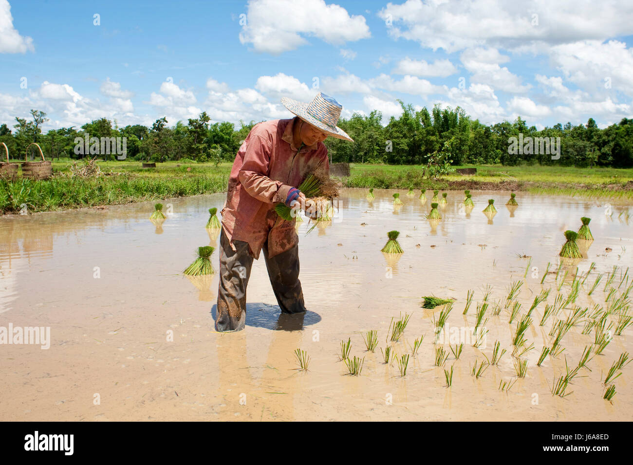 asia paddy field woman asia agriculture farming summer summerly ...