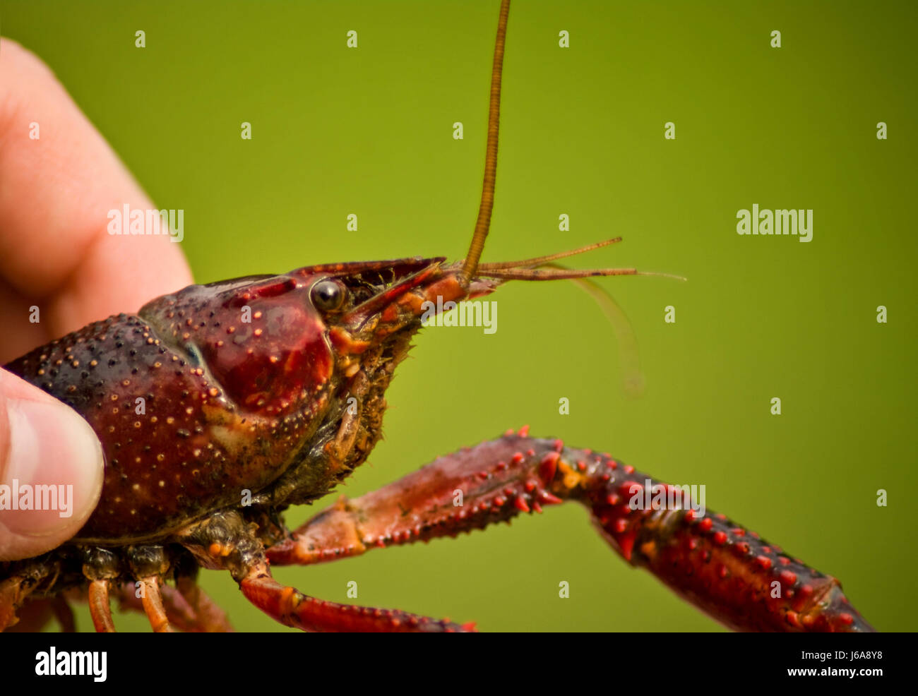 crayfish is held in the hand Stock Photo