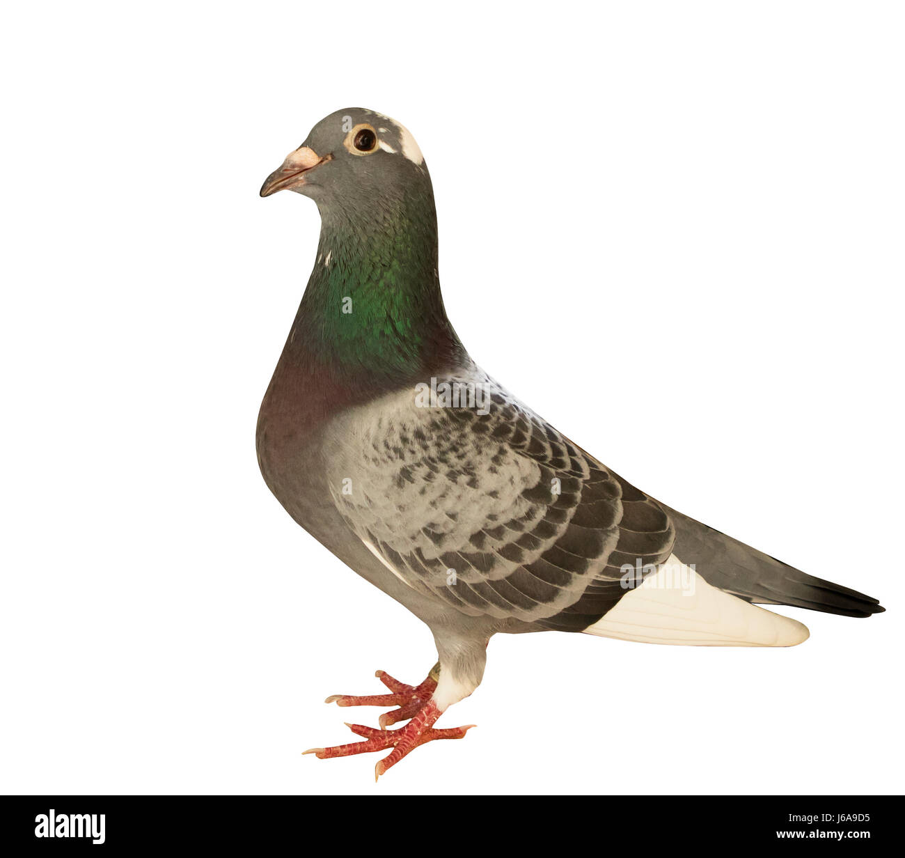 Racing pigeon hires stock photography and images Alamy