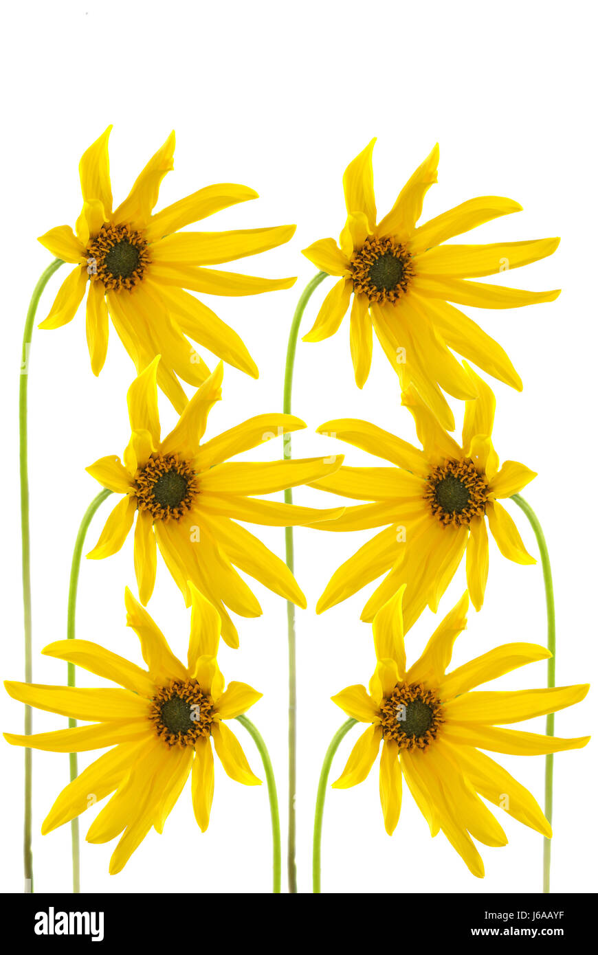 flower flowers plant blossoms photo composition bleed bloom blossom