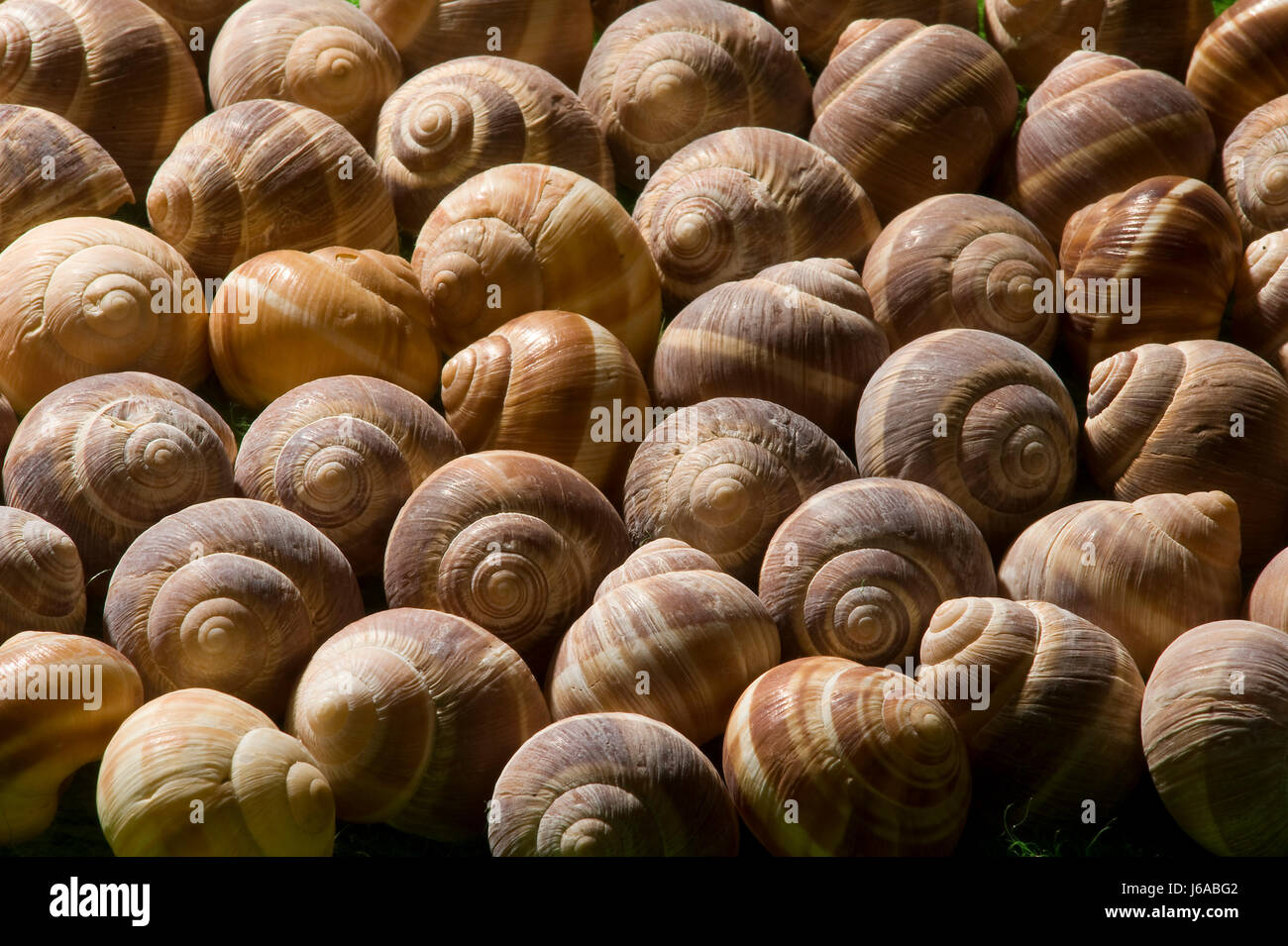 house building nacre spiral escargots snail shell protect protection ...