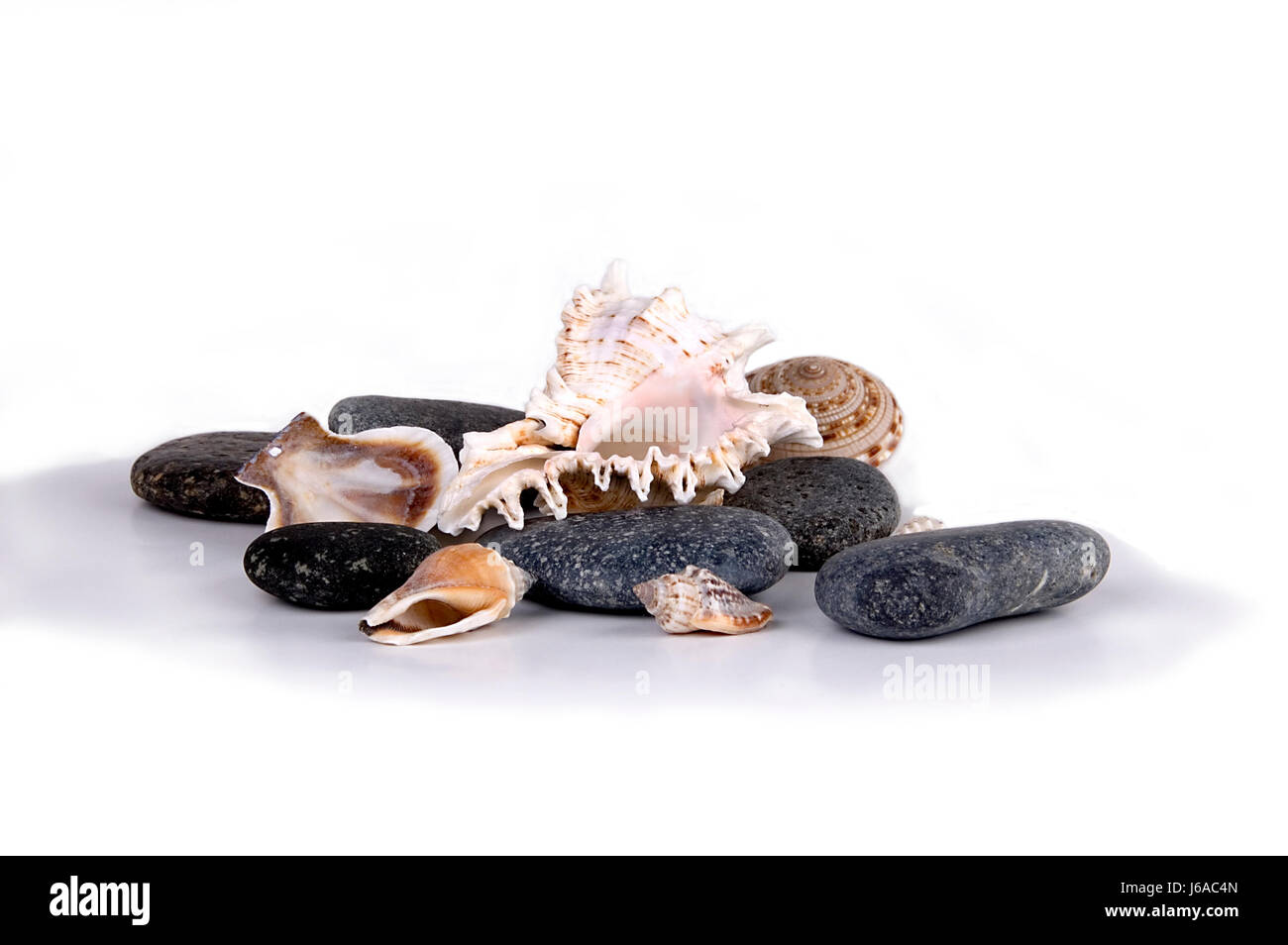 shell,silicic,stones,shell,silicic,stones,weier hintergrund Stock Photo