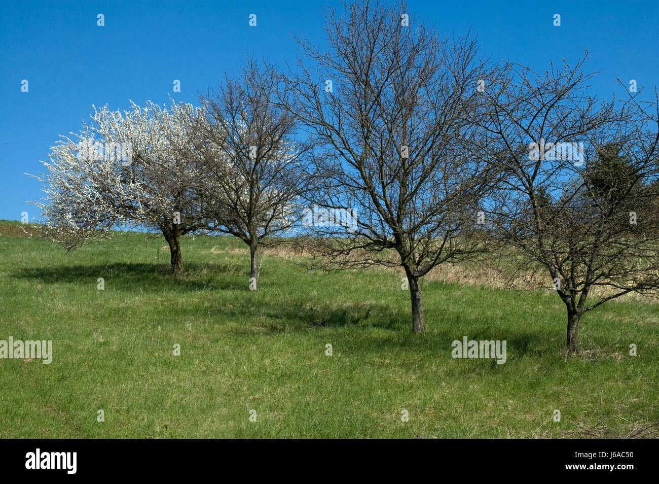 blue tree bloom blossom flourish flourishing blank european caucasian Stock Photo