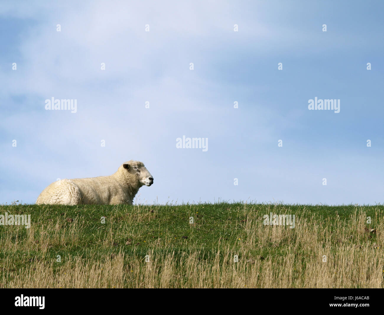 green,field,skin,sheep,meadow,schaf nutztier Stock Photo