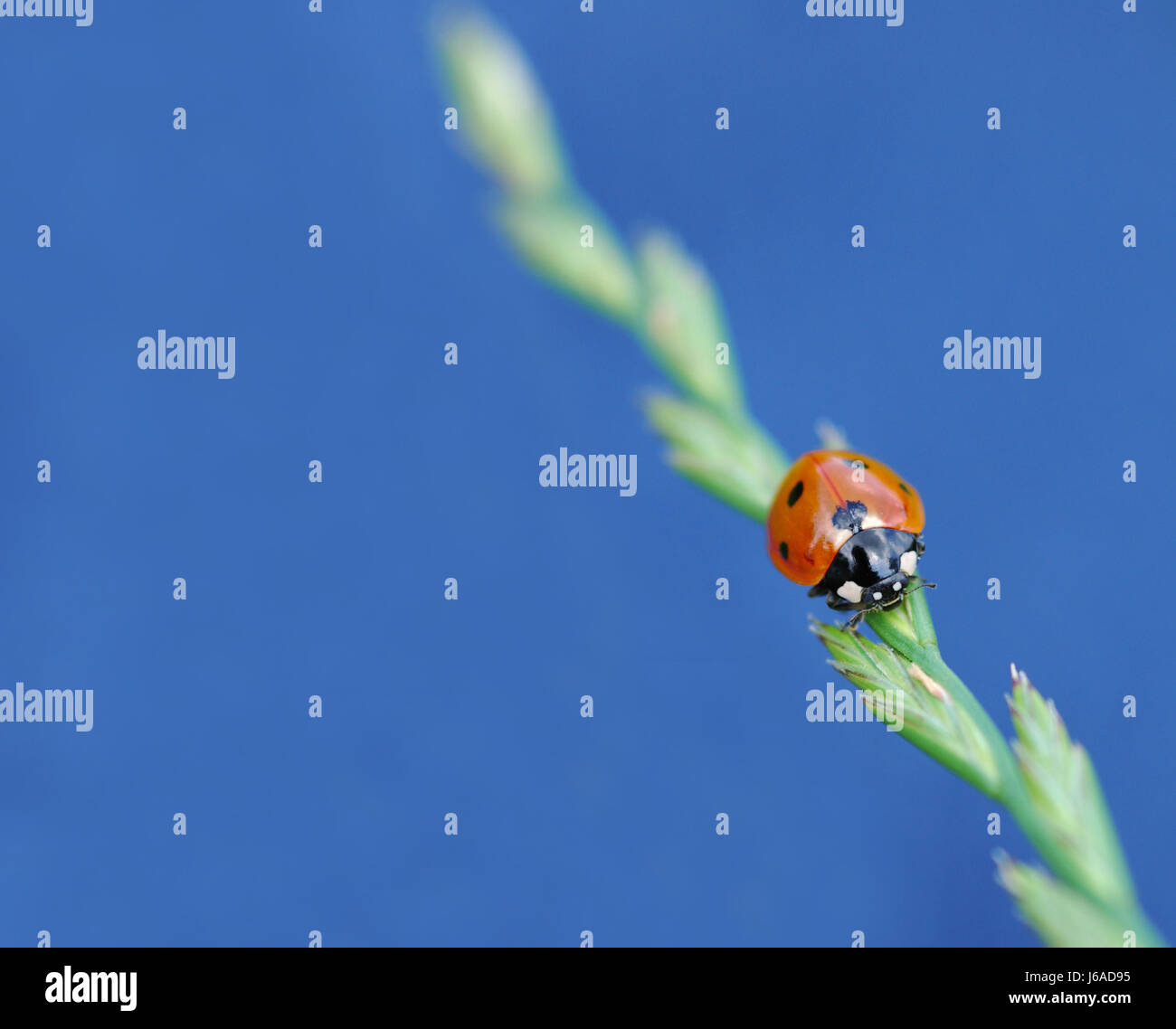 ladybird Stock Photo