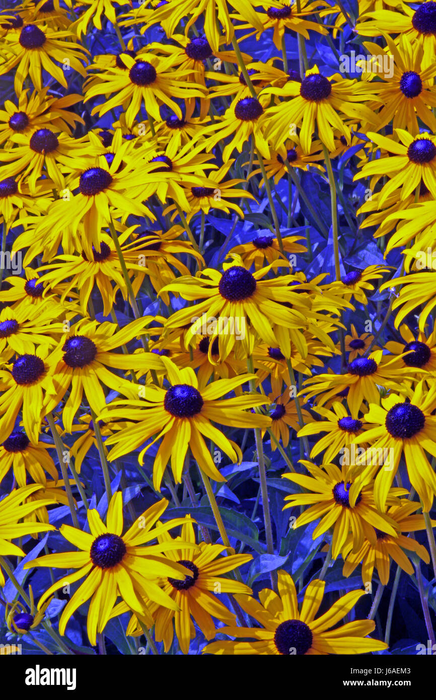 blue bloom blossom flourish flourishing summer flower shrub sun shade