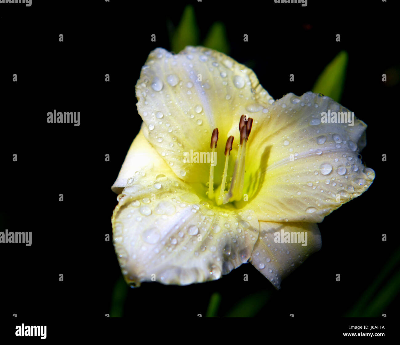 plant raindrop flower flowers blossoms bleed bloom blossom flourish flourishing Stock Photo