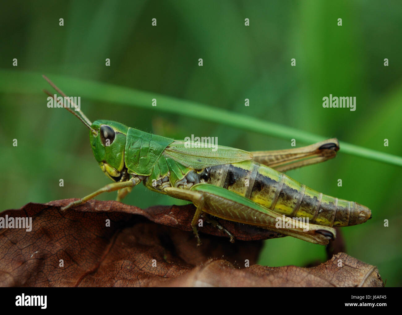 insects green grasshopper meadow insect insects green spring bouncing ...