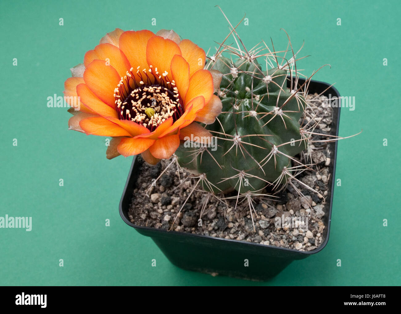 orange cactus flower (echinopsis) Stock Photo